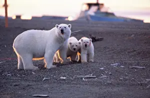 Maternal Prints: BE-1488 Polar Bear (Ursus maritimus) sow and two cubs have fed on recently harvested Bowhead Whale