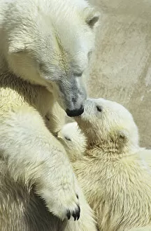 BE-631 Captive polar bear (Ursus maritimus) sow and cub pause from nursing. Hogle Zoo
