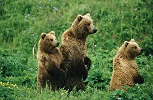 BE-909 Alaskan Brown Bear (Ursus arctos) sow with two large cubs stand to look at