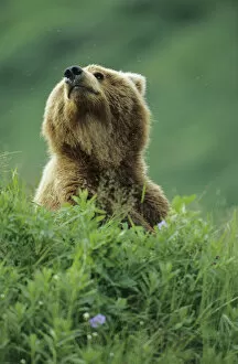 BE-916 Older Kodiak Brown Bear (Ursus arctos middendorffi) cub sniffs the air
