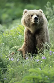 Images Dated 31st August 2007: BE-953 Older Kodiak Brown Bear (Ursus arctos middendorffi) sits amongst some wildflowers