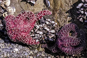 Images Dated 27th July 2021: Beach 4, Kalaloch Lodge Olympic National Park, Washington State, USA. Sea anemones