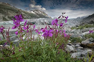 Glacier Bay Prints: Beach beauty flowers thriving near the terminus of Reid Glacier, Glacier Bay