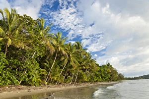 Queensland Prints: Beach, Cape Tribulation, Daintree National Park, Queensland, Australia