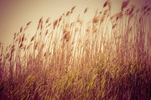 Images Dated 31st May 2015: Beach grass waving in the wind, Fire Island, New York, USA