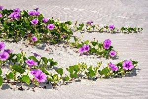 Beach morning glories in the dunes, Florida