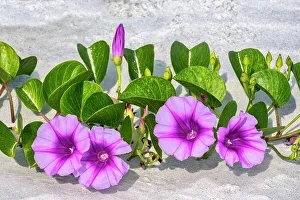 Vine Prints: Beach morning glories in the dunes, Florida