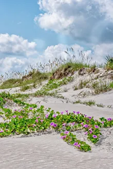 Images Dated 6th April 2022: Beach morning glories in the dunes, New Smyrna Beach, Florida