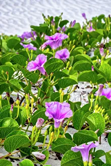 Vine Prints: Beach morning glories in the dunes, New Smyrna Beach, Florida