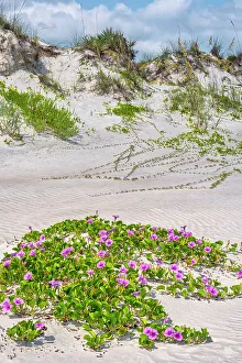Beach morning glories in the dunes, New Smyrna Beach, Florida