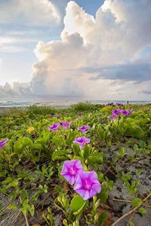 Cameron County Prints: Beach morning glory in bloom
