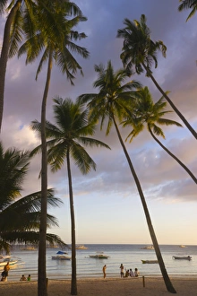 Filipino Prints: Beach with palm trees and boats, Bohol Island, Philippines