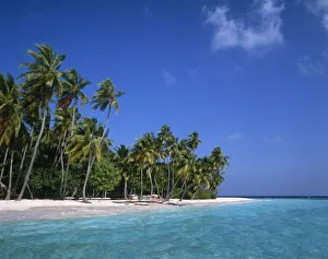 Maldives Prints: Beach with palm trees, Maldives