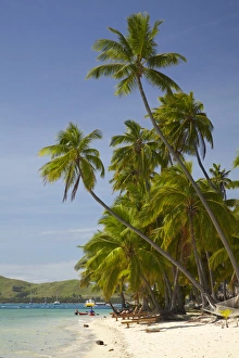 Images Dated 21st October 2011: Beach and palm trees, Plantation Island Resort, Malolo Lailai Island, Mamanuca Islands