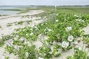 Nantucket Prints: Beach roses, Madaket, Nantucket, Massachusetts, USA
