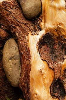 Images Dated 31st January 2024: Beach stones embedded in driftwood