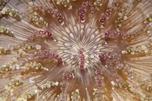Images Dated 12th July 2006: Beaded Sea Anemone, Heteractis aurora (close-up)
