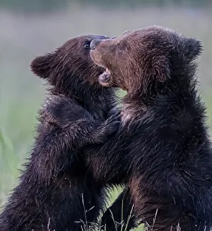Betty Sederquist Prints: Bear cub play fighting