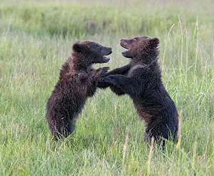 Betty Sederquist Prints: Bear cubs play fighting