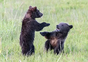 Betty Sederquist Prints: Bear cubs play fighting