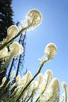 Bear Grass (Xerophyllum tenax), Mt. Hood National Forest, Oregon, USA