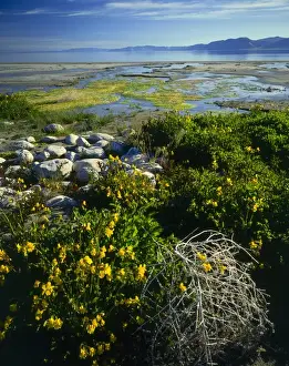 Wide Angle Prints: Bear Lake, UTAH. USA. Yellow monkey-flower (Mimulus guttatus) & tumbleweed at spring