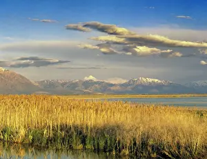Bear River NWR is important for migrating birds; Brigham City; Utah