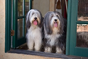 Livestock Dog Prints: Two Bearded Collies sitting in a doorway looking out