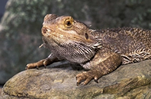Claudia Adams Prints: Bearded Dragon Lizard (Amphibolurus barbatus)