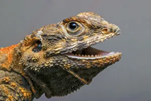 Bearded dragon, Pogona