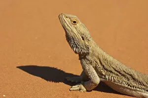 Images Dated 14th September 2006: Bearded Dragon ( Pogona vitticeps ), Outback New South Wales, Australia