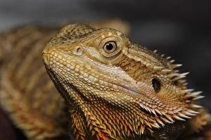 Bearded Dragon, Pogona vitticeps. (Captive)