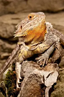 Bearded Dragon, Pogona vitticeps, Native to Australia