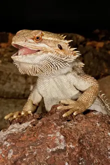 Vertebrate Prints: Bearded Dragon, Pogona vitticeps, Native to Australia
