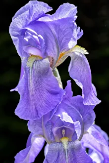 Beard Prints: Bearded Iris, USA