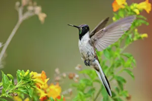 Hummingbird Prints: Bearded mountaineer hummingbird in flight while foraging near Machu Pichu, Peru