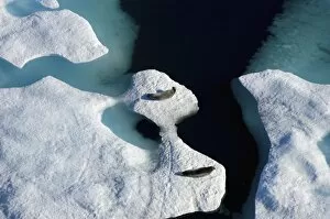 Images Dated 25th July 2006: bearded seals, Erignathus barbatus, pair resting on multi-layer ice, Chuckchi Sea