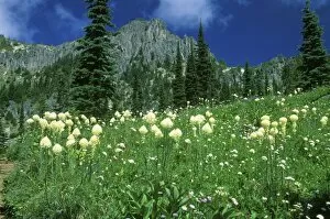Images Dated 11th October 2007: Beargrass at Eunice Lake, Mt. Rainier NP, WA, USA
