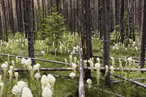 Prints of Beargrass in forest, Glacier National Park, Montana Xerophyllum tenax Images Dated 2019 July: Beargrass in forest, Glacier National Park, Montana Xerophyllum tenax