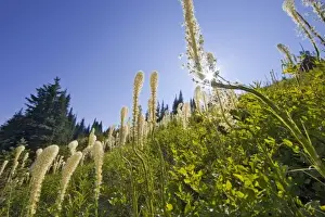 Sun Beam Prints: Beargrass on the slopes at Whitefish Mountain Resort in Whitefish, Montana