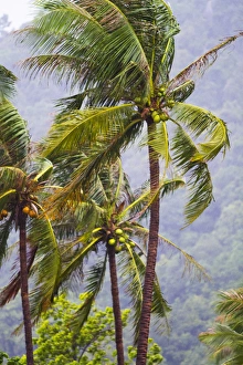 Coconut Prints: Beatiful palm trees sway in the breeze on Ko Phangan, Thailand