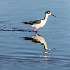 Shorebird Prints: A beautiful adult black-necked stilt walks through shallow water