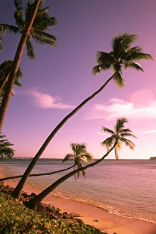 Beautiful Beach and Palms Nadi Bay Area in the Fiji Islands