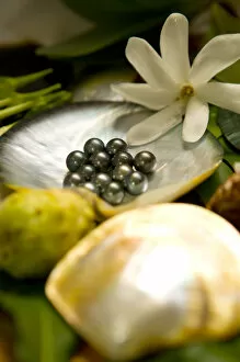 Images Dated 2nd June 2006: Beautiful black pearls harvested after 18 months. Black pearl farming at Hinano Pearl Farm