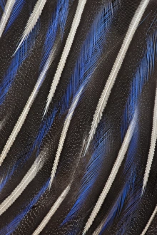 Natural Pattern Prints: Beautiful breast feathers of the Vulturine Guineafowl