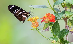 Pollen Prints: Beautiful butterfly gathering nectar and pollen in the mountains of Peru