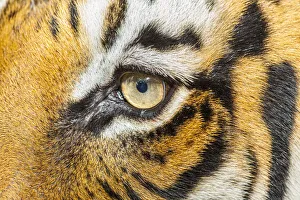 Predatory Prints: The beautiful eyes of the Malayan tiger