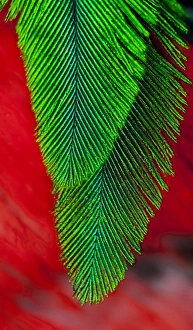 Natural Pattern Prints: Beautiful feathers of the Resplendent Quetzal