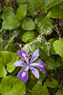 Images Dated 24th April 2007: Beautiful flora on Trail behind Heceta Head Lighthouse - State Park. Near Florence