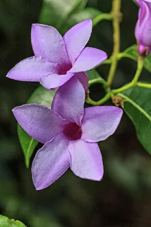 Botanical Prints: A beautiful flower of rubber vine